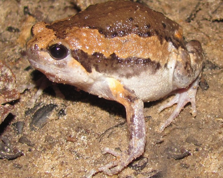 Painted Chorus Frog ~ 2-3cm